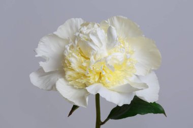 Beyaz-sarı şakayık ve Terry Center. Şakayık gri bir arka planda izole edilmiş.