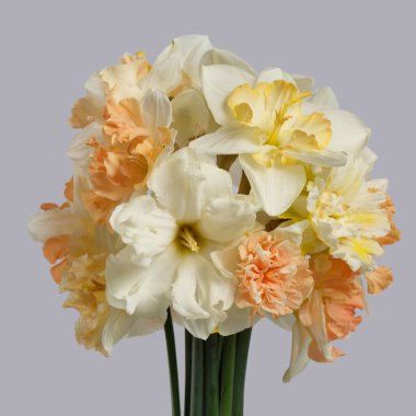 Gri arka planda izole edilmiş narin nergis buketi..