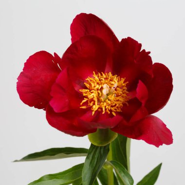 Gri arkaplanda kırmızı şakayık çiçeği izole.