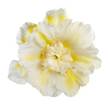 Beyaz arka planda beyaz sarı benekli narsisli çiçek.