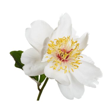 Beyaz arka planda izole edilmiş zarif beyaz şakayık.