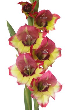 Beyaz arka planda izole edilmiş renkli çiçeklerle gladiolus 'un infloresansı.