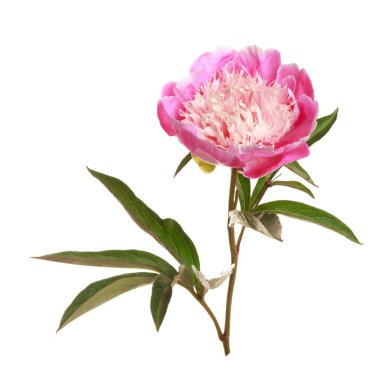 Beyaz arka planda izole edilmiş parlak merkezli pembe şakayık çiçeği..