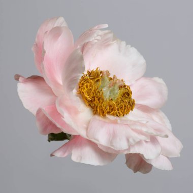 Gri arka planda izole edilmiş yumuşak pembe şakayık.