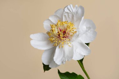 Beyaz şakayık bej arka planda izole edilmiş.