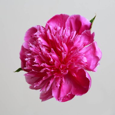 Gri arka planda izole edilmiş parlak pembe şakayık çiçeği..