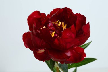 Koyu kırmızı şakayık çiçeği gri arka planda izole edilmiş.