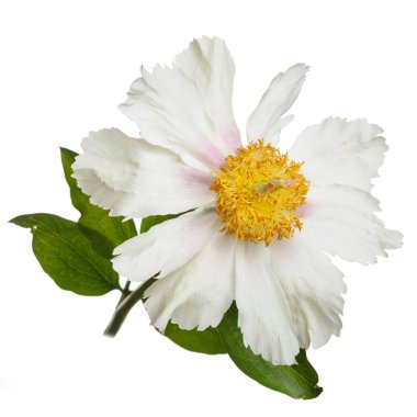 Beyaz arka planda izole beyaz şakayık.