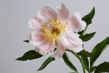 Gri arkaplanda yalıtılmış pembe şakayık..