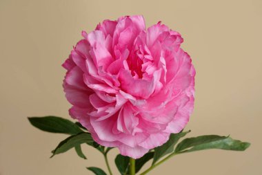 Bej bir arkaplanda izole edilmiş pembe şakayık..