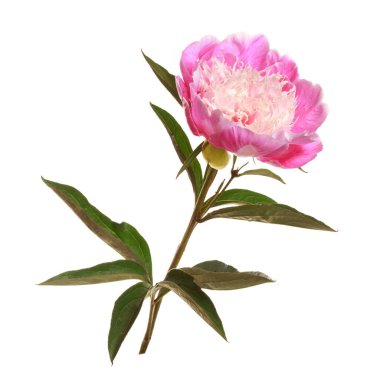 Beyaz arka planda izole edilmiş parlak merkezli pembe şakayık çiçeği..