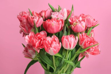 Bir buket mercan lalesi pembe arka planda izole edilmiş..