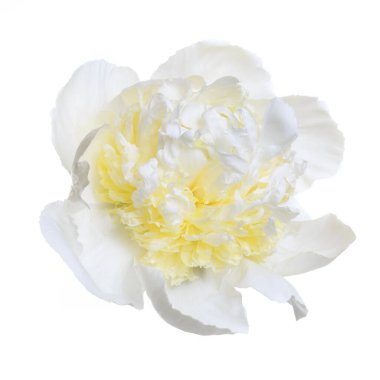 Beyaz-sarı şakayık, beyaz arka planda soyutlanmış şakayık..