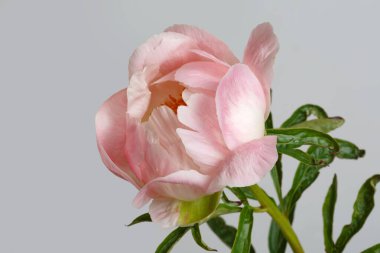 Gri arka planda izole edilmiş yumuşak pembe şakayık.