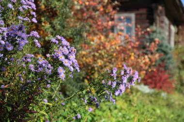 Güneşli bir sonbahar gününde bahçede çiçek açan leylaklar..