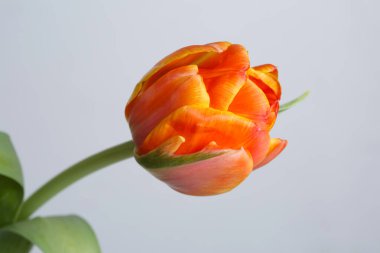 Gri arkaplanda parlak turuncu lale çiçeği.
