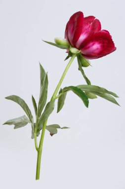 Gri arkaplanda kırmızı şakayık çiçeği izole.