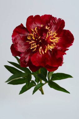 Koyu kırmızı şakayık gri arka planda izole edilmiş.