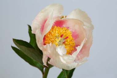 Gri arka planda izole edilmiş yumuşak pembe şakayık.