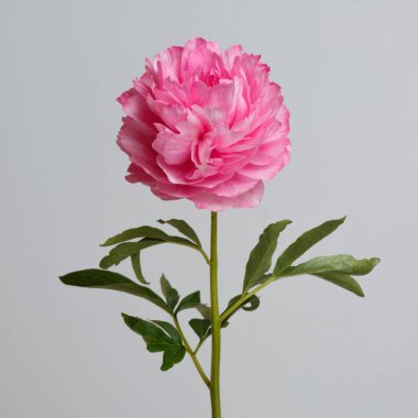 Pembe şakayık gri arka planda izole edilmiş..