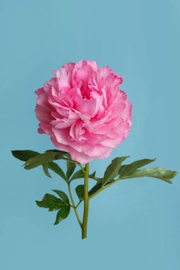 Nane mavisi arka planda izole edilmiş parlak pembe şakayık..