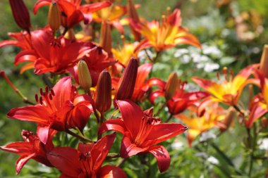 Güneşli bir yaz gününde bahçede çok renkli zambaklar..