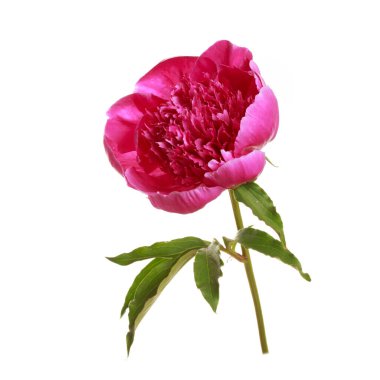 Beyaz arka planda izole edilmiş parlak pembe şakayık çiçeği..