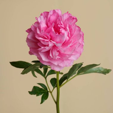 Bej bir arkaplanda izole edilmiş pembe şakayık..