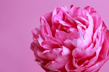 Pembe şakayık çiçeği, parlak pembe arka planda izole edilmiş, yakın plan..