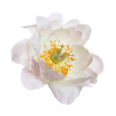 Beyaz arka plan üzerinde izole yavaşça pembe Şakayık.