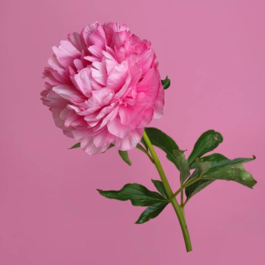 Pembe şakayık pembe arka planda izole edilmiş..