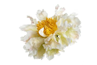 Buruşuk yapraklı nadir bir şakayık çiçeği. Beyaz arkaplanda izole.