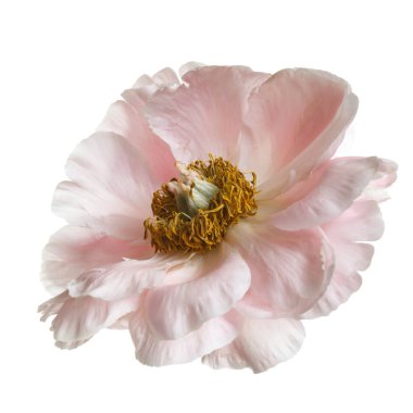 Beyaz arka planda izole edilmiş yumuşak pembe şakayık..