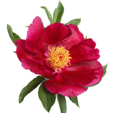 Kırmızı şakayık beyaz arkaplanda izole edildi.