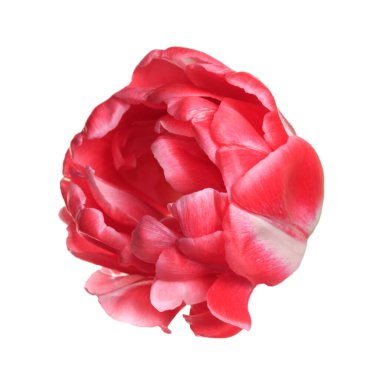 Beyaz arkaplanda izole edilmiş pembe lale çiçeği.