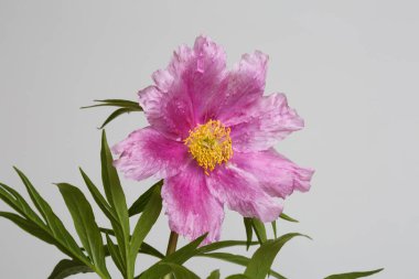 Mor şakayık gri arka planda izole edildi.