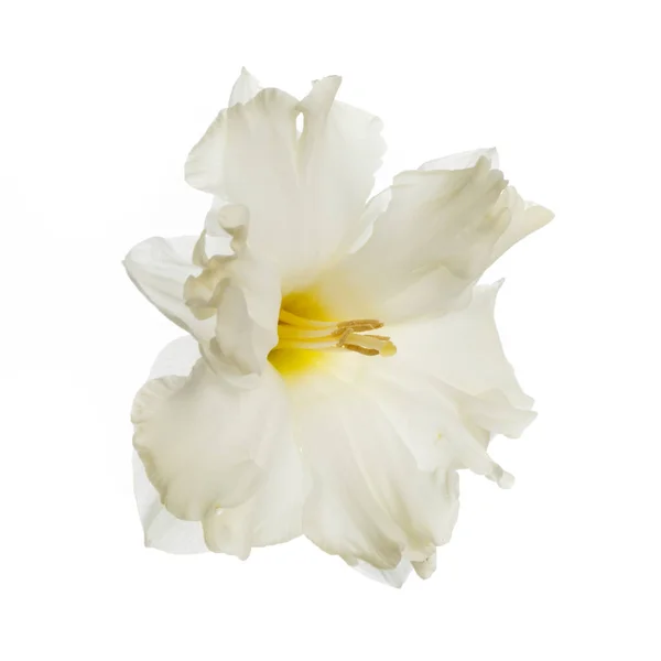 Délicate Fleur Jonquille Isolée Sur Fond Blanc — Photo