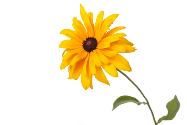 Flor Rizo Amarillo Rudbeckia Aislado Sobre Fondo Blanco — Foto de Stock