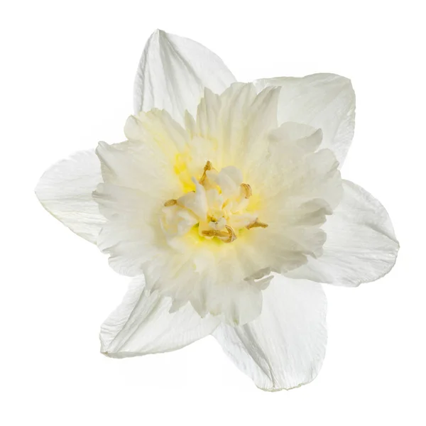 Delicada Flor Daffodil Isolado Fundo Branco — Fotografia de Stock