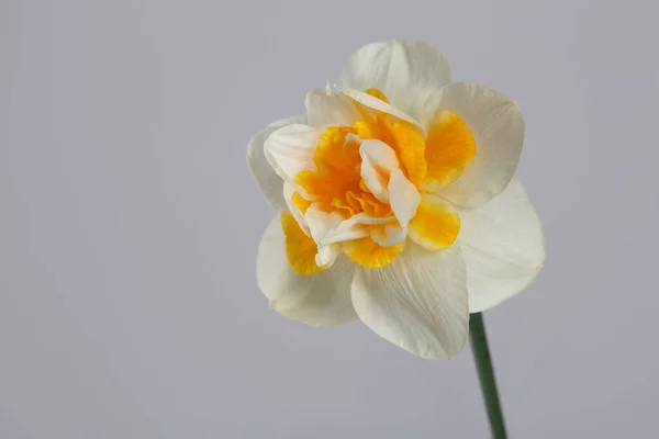 灰色の背景に孤立したダフォジルの花 — ストック写真