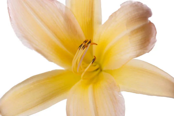 Żółty Pomarańczowy Kwiat Lilii Odizolowany Białym Tle — Zdjęcie stockowe