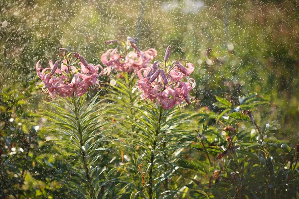 夏の晴れた日に雨の中で庭にピンクのユリを咲かせます — ストック写真