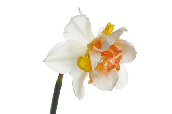Белый Нарцисс Цветок Желто Оранжевым Терри Центре Вид Сбоку Изолирован — стоковое фото