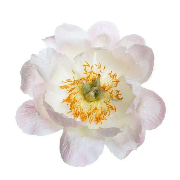 白色背景下的淡粉色牡丹 — 图库照片
