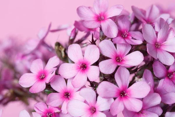 Branch Lilac Phlox Isolated Pink Background Close — Stock Photo, Image