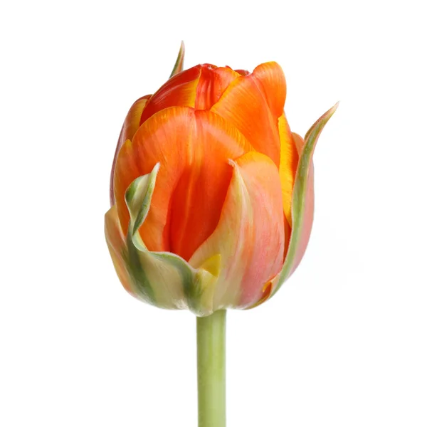 Fleur Tulipe Orange Vif Isolée Sur Fond Blanc — Photo