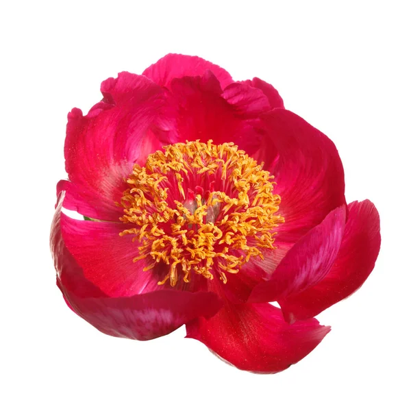 Pink Peony Yellow Stamen Ball Middle Isolated White Background — Stock Photo, Image