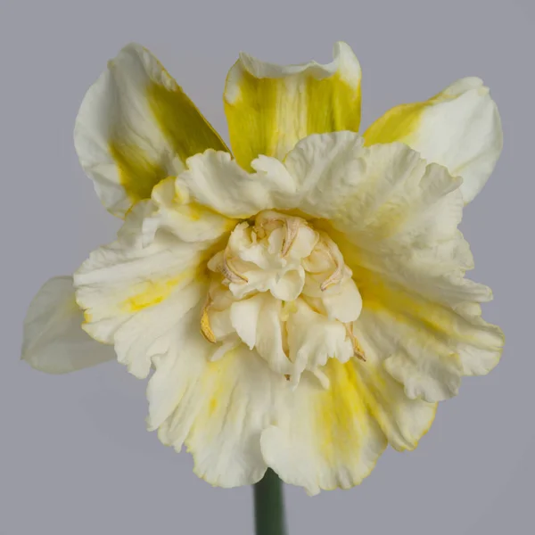 Fleur Narcisse Mouchetée Jaune Blanche Isolée Sur Fond Gris — Photo