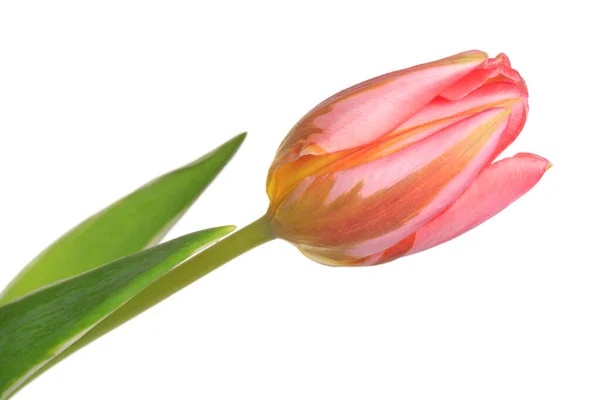 Beautiful Fresh Flower Pink Tulip Isolated White Background — Stock Photo, Image