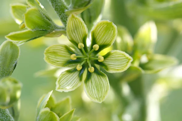 Çiçek desenli duvar kağıtları, makro..